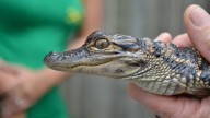 GOP senator, labor secretary visit Louisiana alligator farm touting new pro