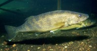 Ont. court imposes 6-year fishing ban on U.S. angler for overlimit fishing