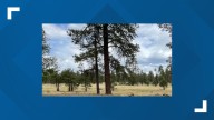 Reward offered for White Mountains elk poaching info
