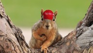 Squirrel Wearing MAGA Hat Seen Scampering Away From Falling National Christmas Tree