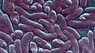 What are your questions about Vibrio, the flesh-eating bacteria, and other waterborne pathogens?