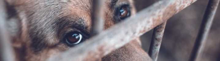 Sin mecanismos de seguimiento, padrón de maltratadores de animales será letra muerta: activista