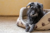 Parvovirus canino en Miami: ¿cómo proteger a tu perro de esta enfermedad?