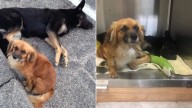 California Stray Stayed Beside His Hurt German Shepherd Friend Until Help Came