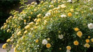 Cuál es la planta trepadora que mantiene flores todo el año y que cada vez más personas la eligen para crear un cerco