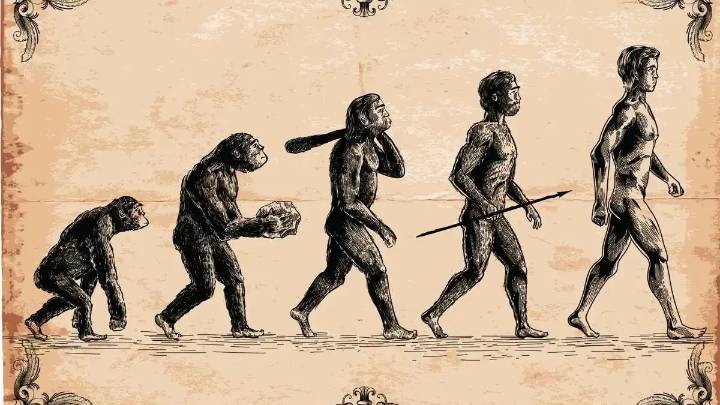 Hallan una nueva especie de Australopithecus que coexistió con los primeros Homo