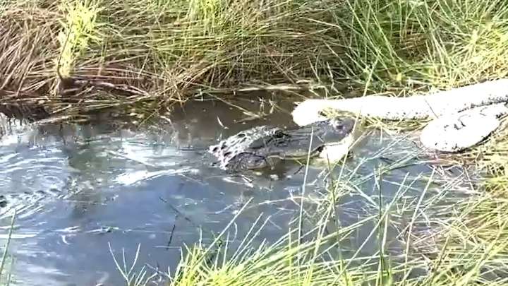 Video: Florida alligator devours python in Everglades