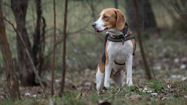 5 razas que es mejor que evites si estás pensando en tener perro y te gustaría tenerlo bien entrenado