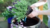Mejor que la lavanda: la planta de flores coloridas que crece hasta 3 metros y no exige cuidados de jardinería
