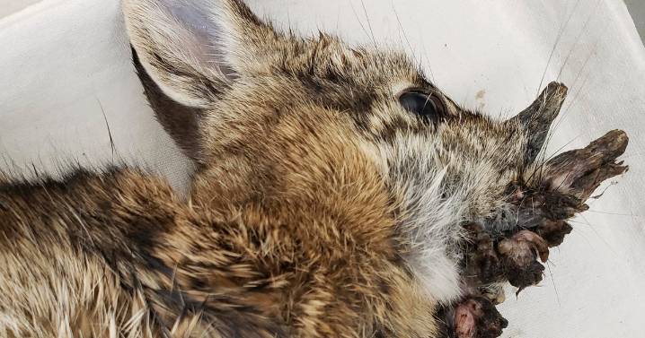Rabbits are sprouting virus-induced "horns" in Colorado. Here's why scientists say there's no reason to panic.