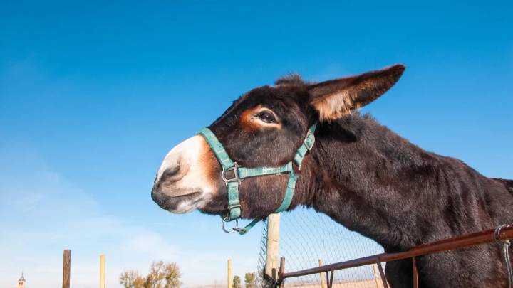 Burros bomberos, el arma secreta contra el fuego: "Donde están, no hubo incendios"