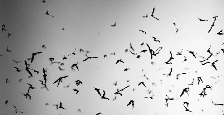 Phoenix Bat Cave: What to know before you go