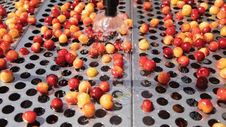 WA biz breaks its record for cherry drying at 2x weight of Statue of Liberty