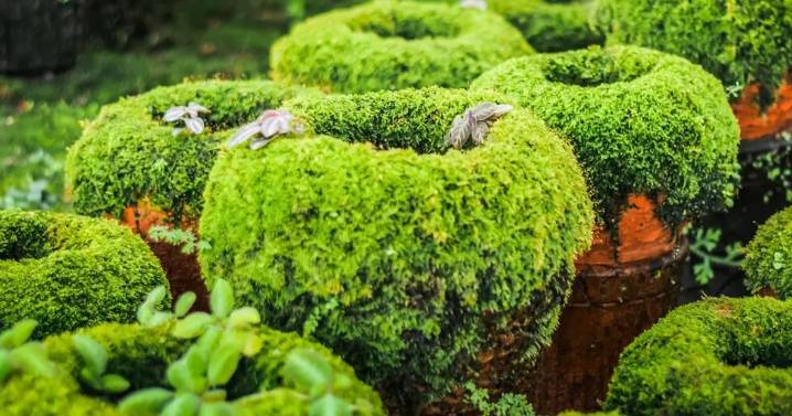 UK households with garden bushes face 'unlimited fines' over 'accidental' rule break