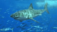 ¿Cuáles son los lugares con más tiburones en el mundo?