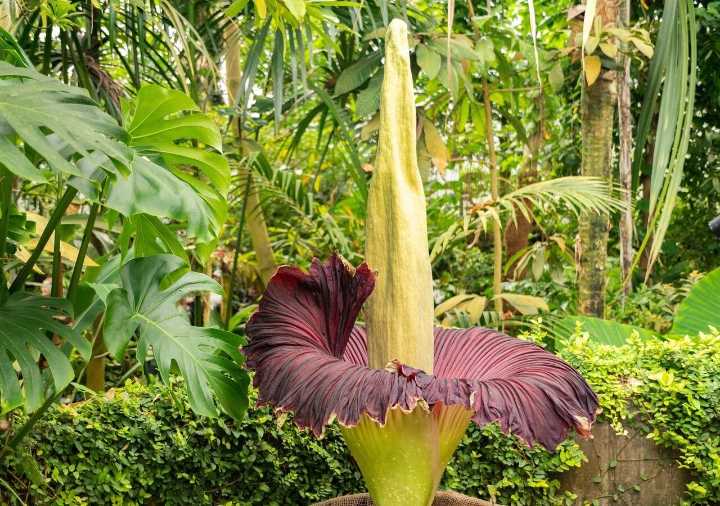 La flor que huele a muerte pero todos quieren ver: descubriendo la rara y fugaz "flor cadáver"