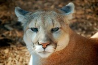 Colocarán trampas para capturar un puma que dejó huellas en Diamante