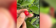 University of Florida researchers working to grow the Barbados Cherry