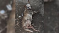 Senior Dog Labeled 'Ugly And Old' Rediscovers Himself Next To A Kind Rescuer