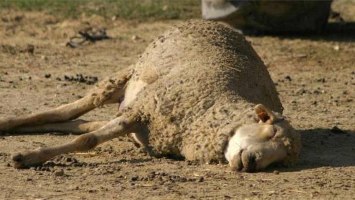 La lengua azul ya se ha detectado en cinco explotaciones agrarias de la Región