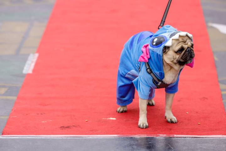 'Patitas con estilo', una pasarela canina contra el abandono de mascotas en Bolivia