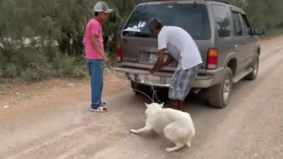 Perrito fue atado a una camioneta y arrastrado varios metros por morder a una gallina