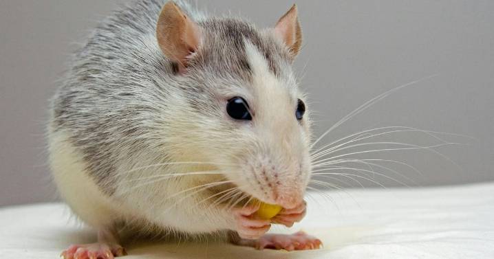 ¿Los ratones macho pueden cantar? Esto revelan los científicos