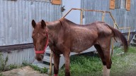 New effort underway to help horses rescued from a Greater Cincinnati ranch