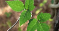 AgCenter expert shares how to spot and safely remove poison ivy