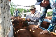 Tamaulipas continua con entrega de paquetes tecnológicos pecuarios para ganaderos