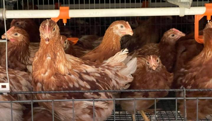 Primera granja avícola de gallinas ponedoras del país certificada en Bienestar Animal