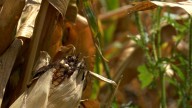 Record-high Kansas corn crop could hurt more than help as USDA predicts price drop