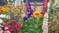 The Stunning Long-Blooming Flower You Won't Have To Worry About Repotting