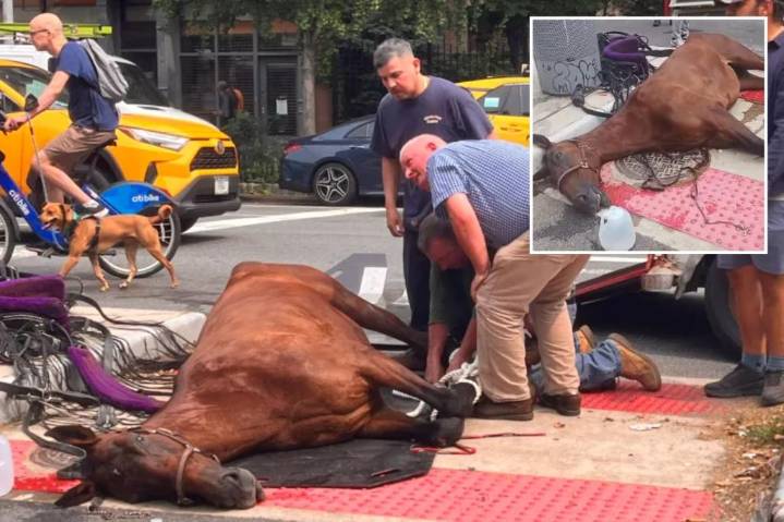 Carriage horse dies on NYC street in horrifying scene
