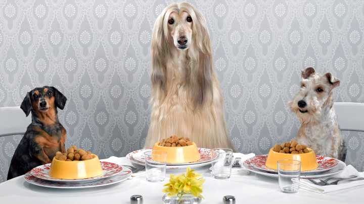 Sophia Money-Coutts: Can my dog sit with me at the table when I’m eating out?