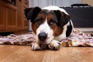 Owner Finds Dogs Sleeping on the Floor, Hysterics Over Who Stole Bed