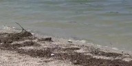 Manatee health officials issue water advisory for Palma Sola South