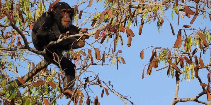 Un estudio documenta el uso estratégico de árboles por chimpancés y su relación con la evolución humana
