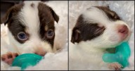 Darling Pup Won't Part With Pacifier And Carries It Everywhere He Goes