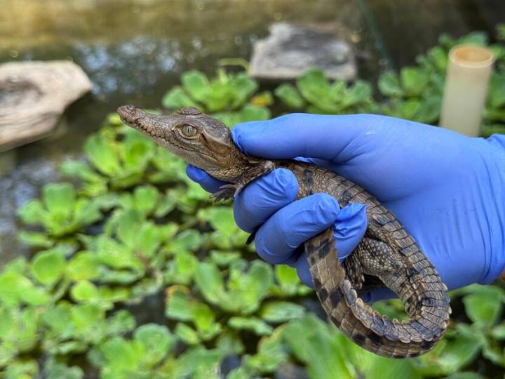 Nacen 22 caimanes agujas en el Centro de Rehabilitación de Fauna de Cerrejón
