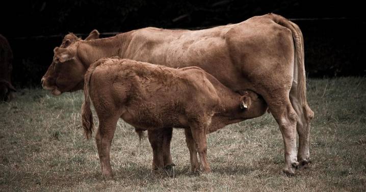 La vaca roja en Israel: ¿Señal del apocalipsis o la llegada del Mesías?