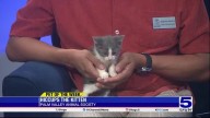Pet of the Week: Hiccups the kitten