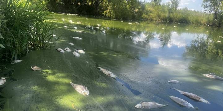 Fish kill in Chisholm Creek Park creates stench and concern for visitors