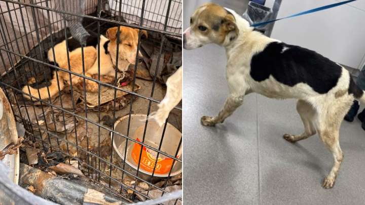 North Carolina Rescuers Shocked To Discover A Neglected Dog Living Chained To A Crate
