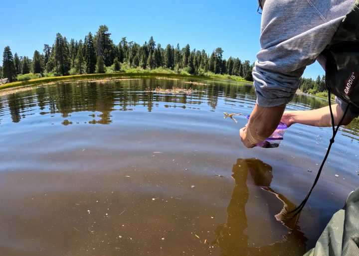 Hundreds of endangered frogs released into wild