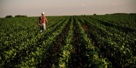 Rural America is suffering an economic crisis as crop prices plunge