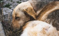 Alerta en CABA: reportan que mueren perros por envenenamiento