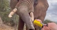 Tourist sparks outrage as he pours BEER down elephant's trunk in Safari stunt