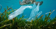 Pese a las estancadas negociaciones en Ginebra, los países muestran intenciones en frenar la contaminación de los plásticos