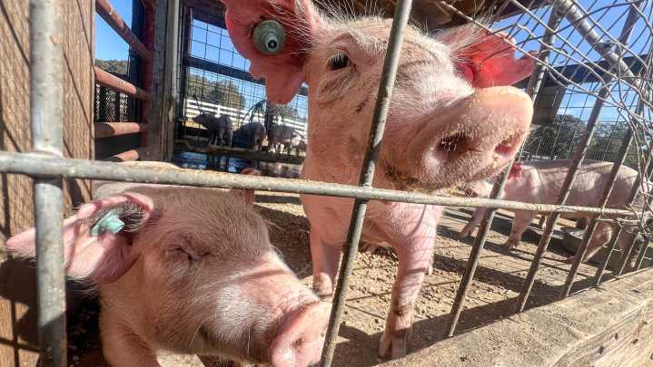 George Orwell's 'Animal Farm' turns 80